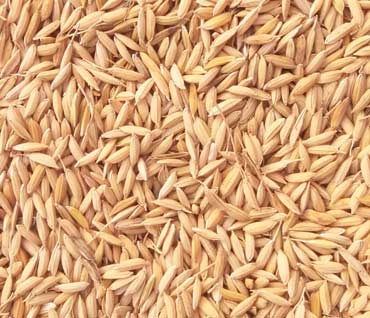 Industrial flash dryer for sawdust rice husk